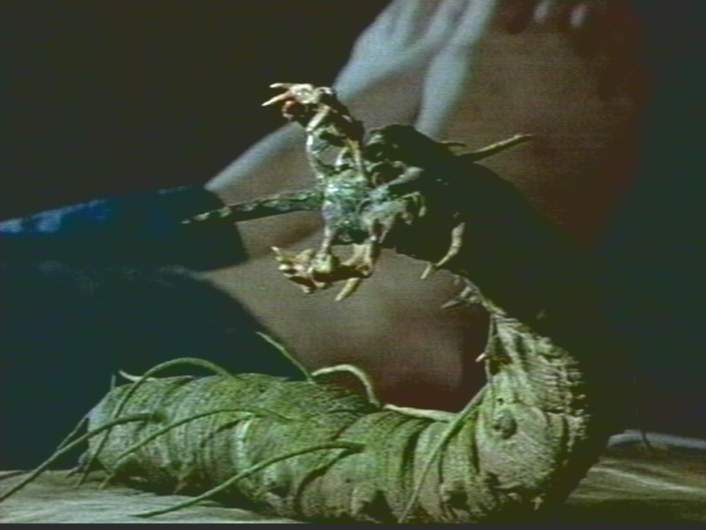 drainiaworm1.jpg
